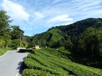 351 Teeplantage, Cameron Highlands, Malaysia