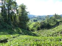 352 Teeplantage, Cameron Highlands, Malaysia