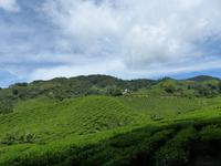 364 Teeplantage, Cameron Highlands, Malaysia
