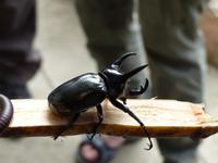 376 Nashornkäfer, Schmetterlingsfarm, Cameron Highlands, Malaysia
