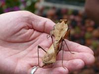 385 Gottesanbeterin, Schmetterlingsfarm, Cameron Highlands, Malaysia 
