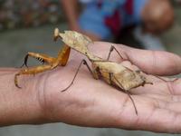 386 Gottesanbeterin, Schmetterlingsfarm, Cameron Highlands, Malaysia
