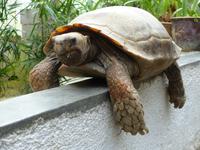 387 Landschildkröte, Schmetterlingsfarm, Cameron Highlands, Malaysia