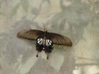 391 Schmetterlingsfarm, Cameron Highlands, Malaysia