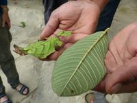 392 Blattinsekt, Schmetterlingsfarm, Cameron Highlands, Malaysia