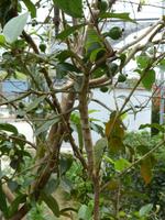 394 Stabinsekt, Schmetterlingsfarm, Cameron Highlands, Malaysia