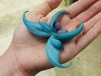 397 Schmetterlingsfarm, Cameron Highlands, Malaysia