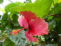 399 Hibiskus, Schmetterlingsfarm, Cameron Highlands, Malaysia