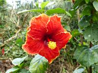 400 Hibiskus, Schmetterlingsfarm, Cameron Highlands, Malaysia