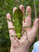 403 Königsgrashüpfer, Schmetterlingsfarm, Cameron Highlands, Malaysia