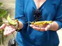 404 Königsgrashüpfer, Schmetterlingsfarm, Cameron Highlands, Malaysia