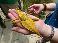 406 Königsgrashüpfer, Schmetterlingsfarm, Cameron Highlands, Malaysia
