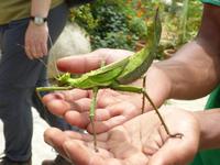 407 Königsgrashüpfer, Schmetterlingsfarm, Cameron Highlands, Malaysia