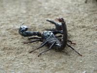 408 Skorpion, Schmetterlingsfarm, Cameron Highlands, Malaysia