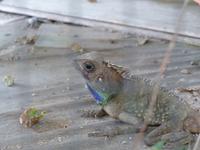 409 malaiisches Camelion, Schmetterlingsfarm, Cameron Highlands, Malaysia