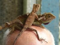 410 malaiisches Camelion, Schmetterlingsfarm, Cameron Highlands, Malaysia