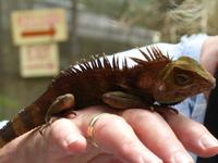 414 malaiisches Camelion, Schmetterlingsfarm, Cameron Highlands, Malaysia