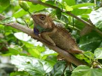 416 malaiisches Camelion, Schmetterlingsfarm, Cameron Highlands, Malaysia