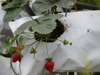 420 Erdbeeranbau, Cameron Highlands, Malaysia