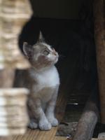 429 Cameron Highlands, Malaysia