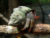 500 frühere Aufnahme, Einsiedlerkrebs, Bako