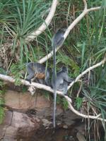 501 frühere Aufnahme, Silberhaubenlanguren, Bako