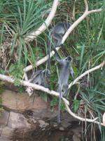 502 frühere Aufnahme, Silberhaubenlanguren, Bako