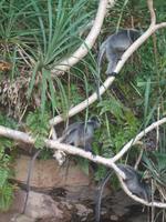 503 frühere Aufnahme, Silberhaubenlanguren, Bako