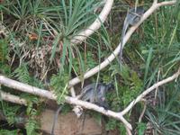 504 frühere Aufnahme, Silberhaubenlanguren, Bako