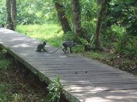 505 frühere Aufnahme, Silberhaubenlanguren, Bako