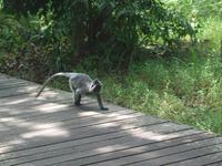 506 frühere Aufnahme, Silberhaubenlanguren, Bako