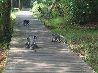 507 frühere Aufnahme, Silberhaubenlanguren, Bako