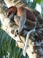 508 frühere Aufnahme, Langnasenaffee, Bako