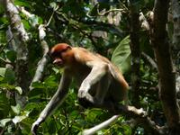 509 frühere Aufnahme, Langnasenaffee, Bako