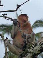 512 frühere Aufnahme, Langnasenaffee, Bako