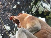 513 frühere Aufnahme, Langnasenaffee, Bako