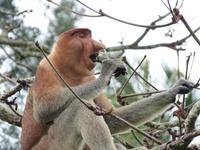 514 frühere Aufnahme, Langnasenaffee, Bako