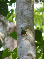 516 frühere Aufnahme, Bako