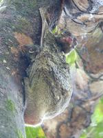 517 frühere Aufnahme, fliegender Lamur, Bako