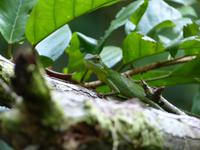 158 Agave,Gunung Mulu Nationalpark, Borneo, Malaysia