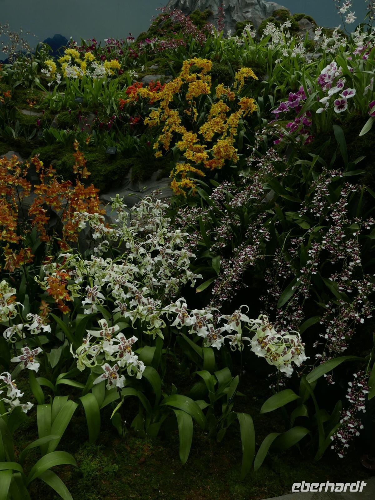 Orchideen Garten Singapur