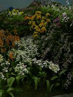 Orchideen Garten Singapur