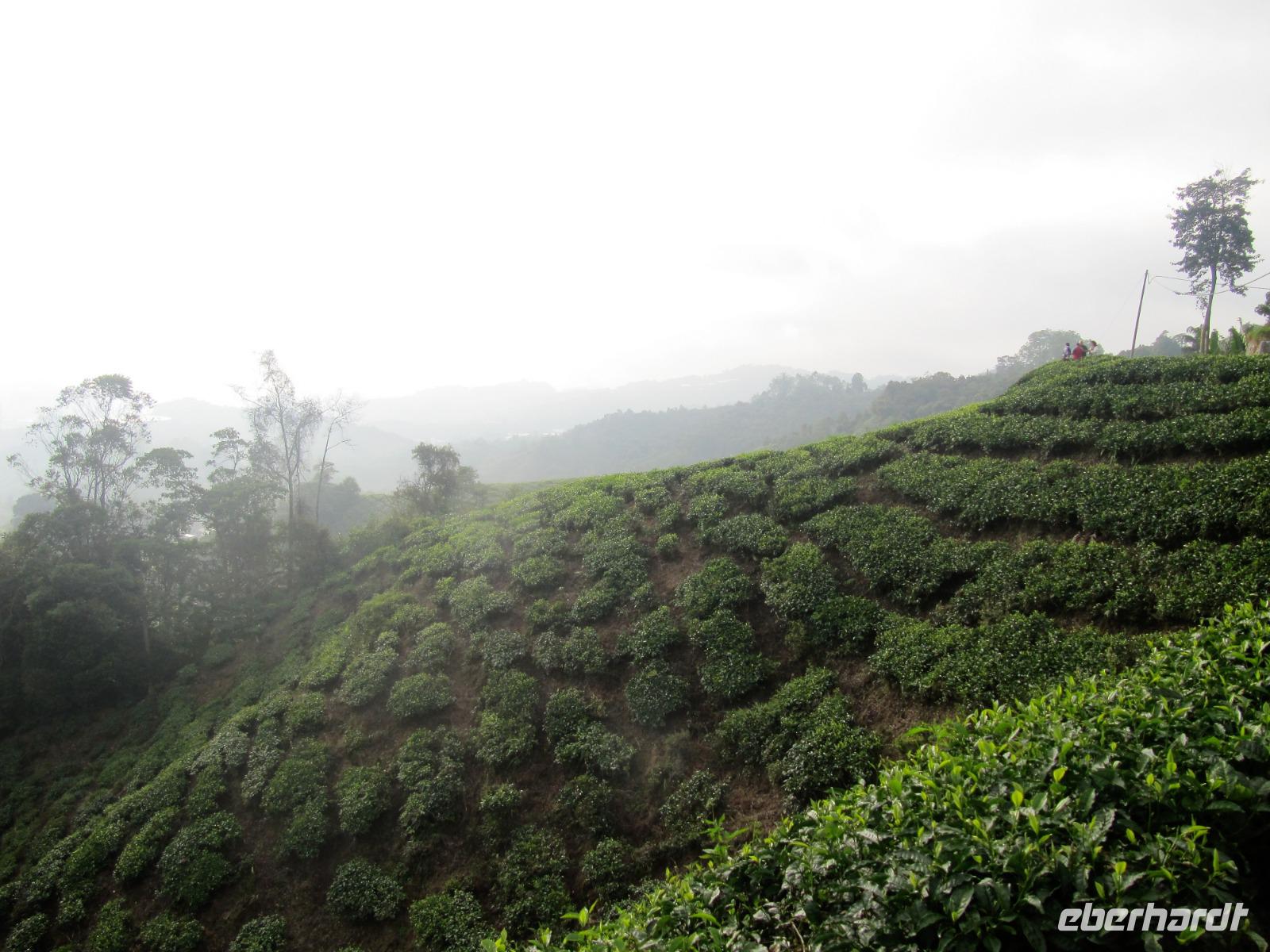 Blick in die Teeplantagen