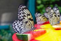 Singapur Sentosa Schmetterlingsfarm