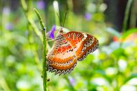 Singapur Sentosa Schmetterlingsfarm