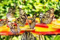 Singapur Sentosa Schmetterlingsfarm