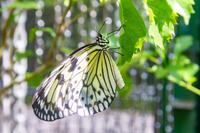 Singapur Sentosa Schmetterlingsfarm