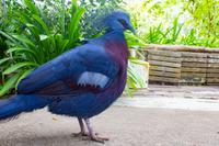 Singapur Sentosa Schmetterlingsfarm