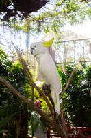 Singapur Sentosa Schmetterlingsfarm