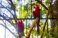 Singapur Sentosa Schmetterlingsfarm